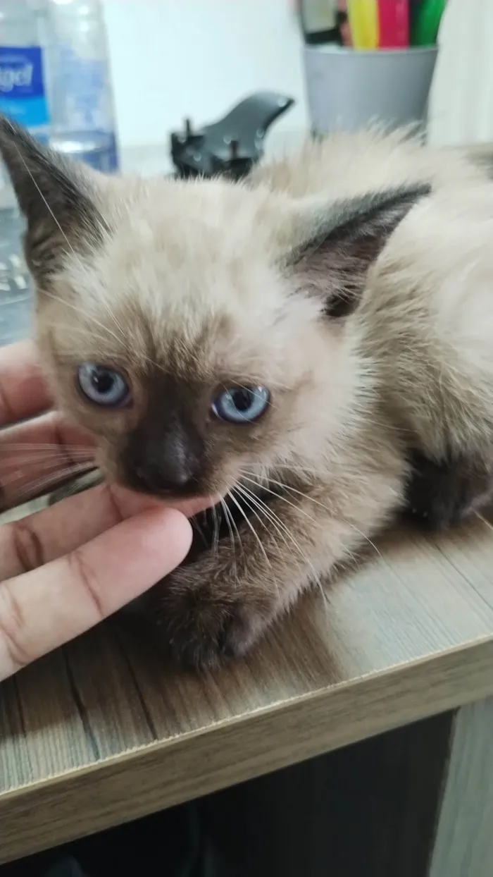 Gato ra a  idade Abaixo de 2 meses nome Sem nome