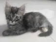 Pompom