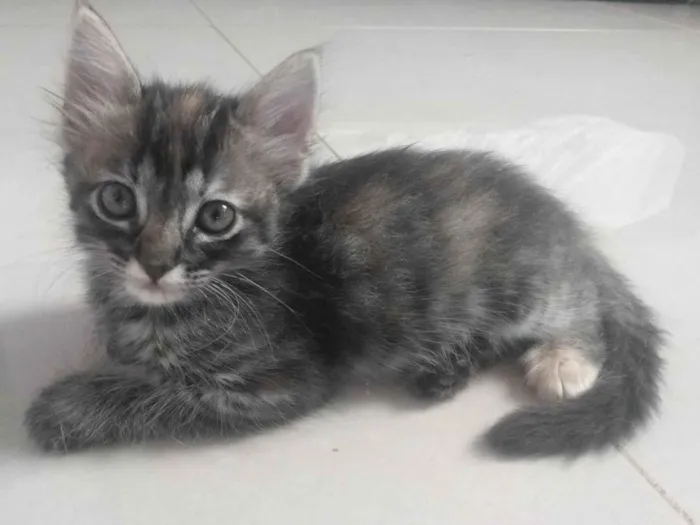 Gato ra a Srd idade 2 a 6 meses nome Pompom