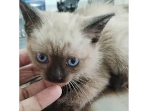 Gato raça  idade Abaixo de 2 meses nome Sem nome