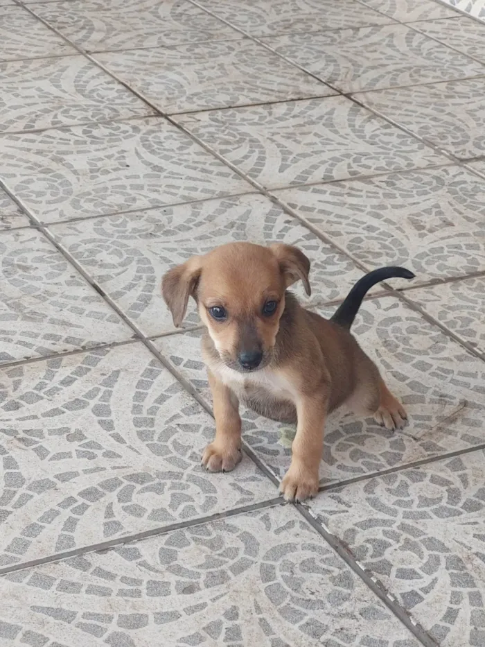 Cachorro ra a SRD-ViraLata idade 2 a 6 meses nome Mel