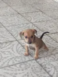 Mel