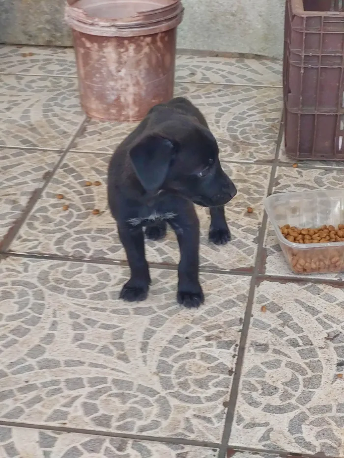 Cachorro ra a SRD-ViraLata idade 2 a 6 meses nome Pretinha 