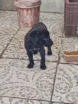 Pretinha