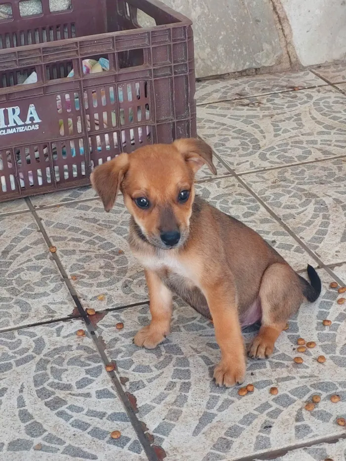 Cachorro ra a SRD-ViraLata idade 2 a 6 meses nome Caramelo 