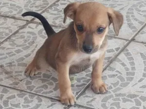 Cachorro raça SRD-ViraLata idade 2 a 6 meses nome Mel
