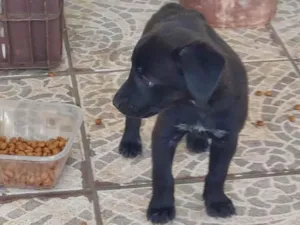 Cachorro raça SRD-ViraLata idade 2 a 6 meses nome Pretinha 
