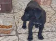Pretinha
