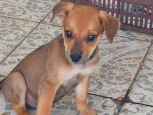 Cachorro raça SRD-ViraLata idade 2 a 6 meses nome Caramelo 