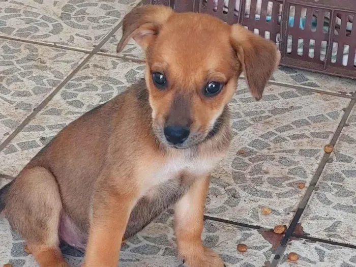 Cachorro ra a SRD-ViraLata idade 2 a 6 meses nome Caramelo 