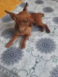 Pinscher