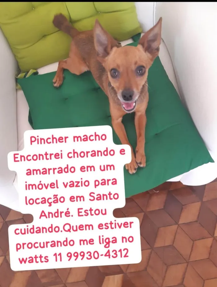 Cachorro ra a Pinscher idade 2 anos nome Pinscher