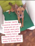 Pinscher