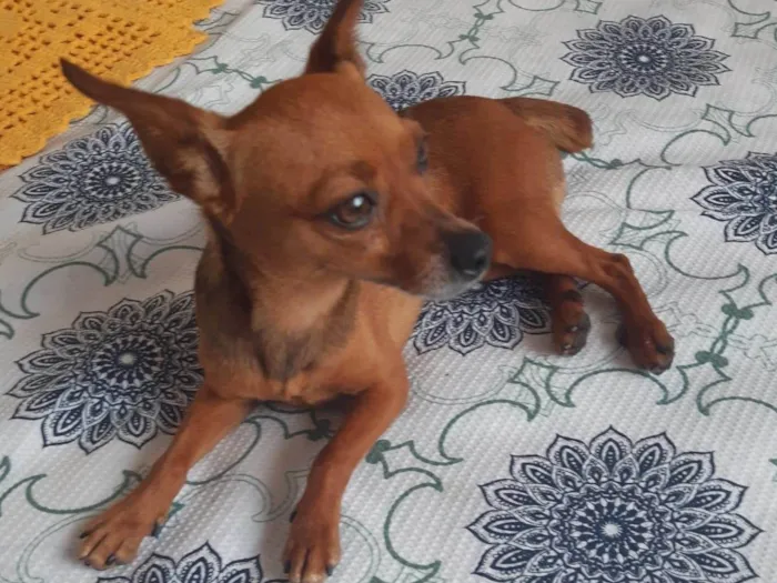 Cachorro ra a Pinscher idade 2 anos nome Pinscher