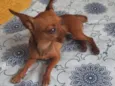Pinscher
