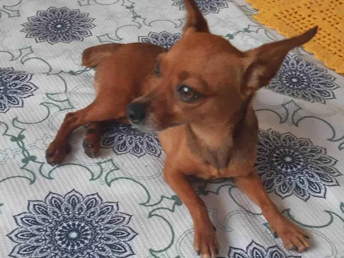Cachorro ra a Pinscher idade 2 anos nome Pinscher