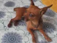 Pinscher