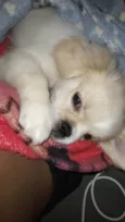 Toby