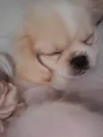 Toby