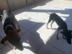 Cachorro raça SRD-ViraLata idade 3 anos nome Princesa 