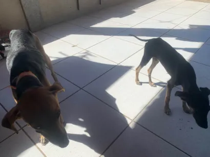 Cachorro raça SRD-ViraLata idade 3 anos nome Princesa 