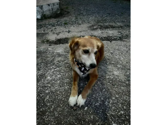 Cachorro ra a SRD-ViraLata idade 3 anos nome Frederico