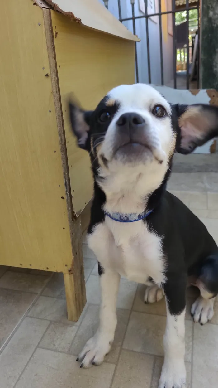 Cachorro ra a SRD-ViraLata idade 2 a 6 meses nome Ted