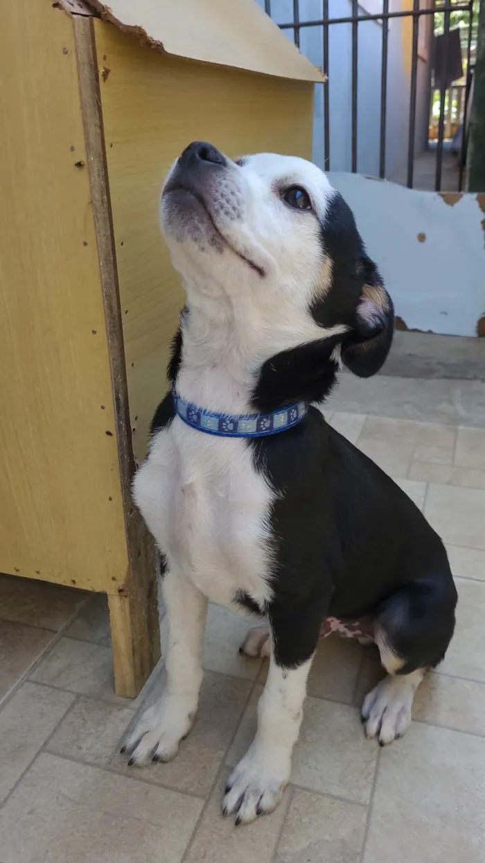 Cachorro ra a SRD-ViraLata idade 2 a 6 meses nome Ted