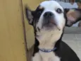Ted