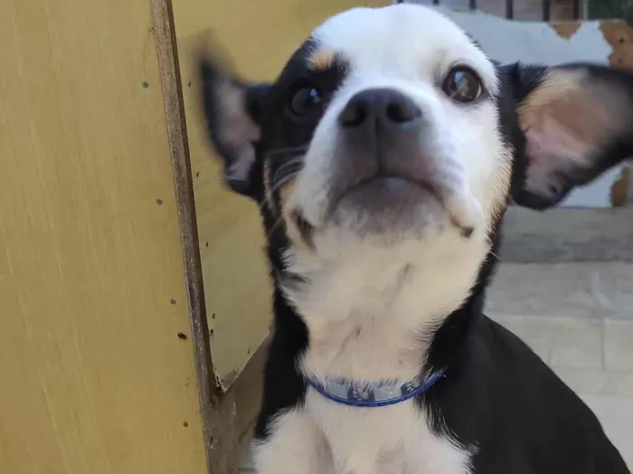 Cachorro ra a SRD-ViraLata idade 2 a 6 meses nome Ted