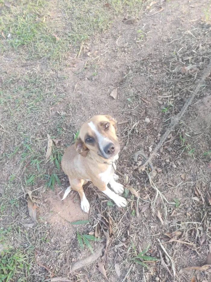 Cachorro ra a Vira lata  idade  nome Estevani 