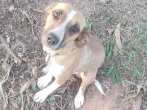 Cachorro raça Vira lata  idade  nome Estevani 