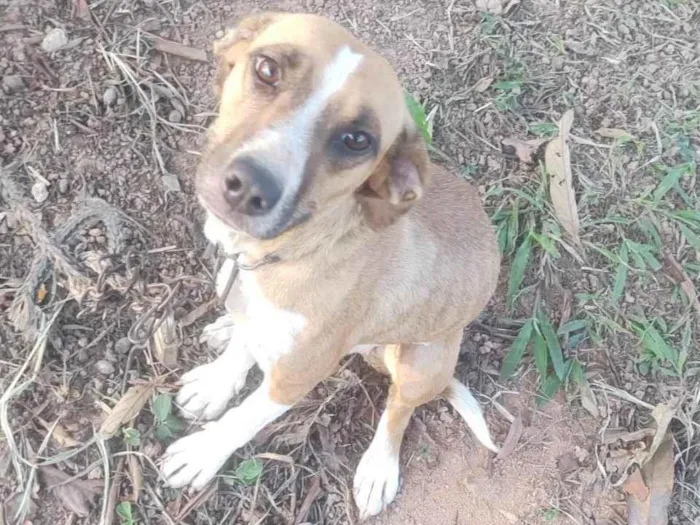 Cachorro ra a Vira lata  idade  nome Estevani 