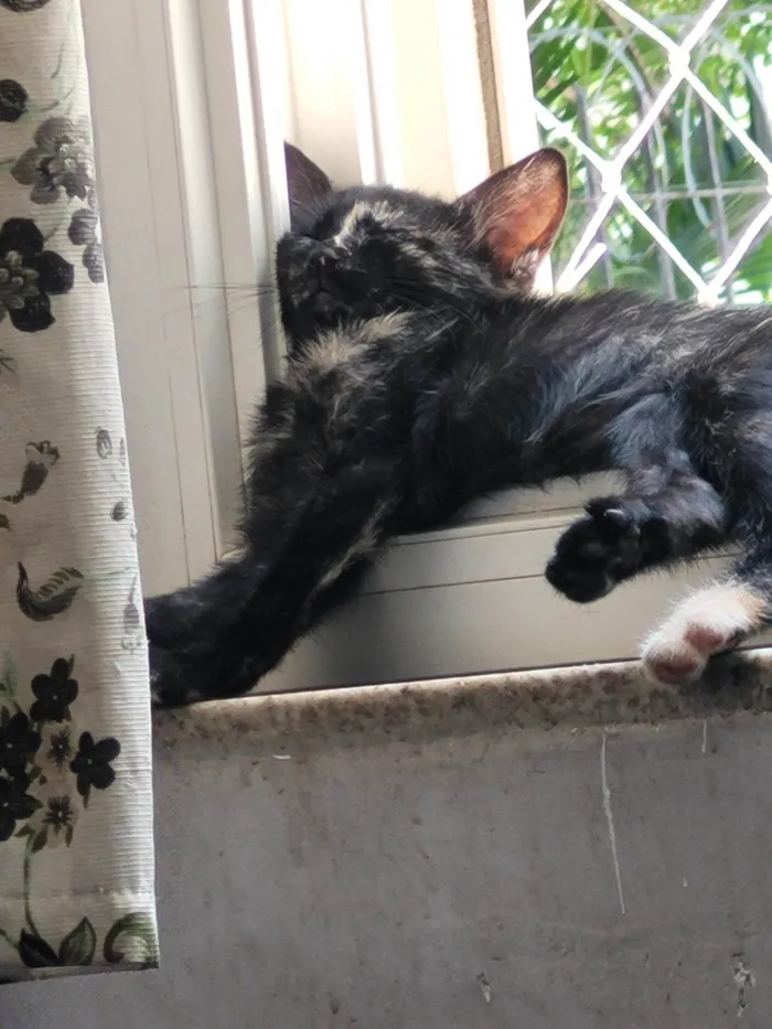 Gato ra a SRD-ViraLata idade 2 a 6 meses nome Sem nome