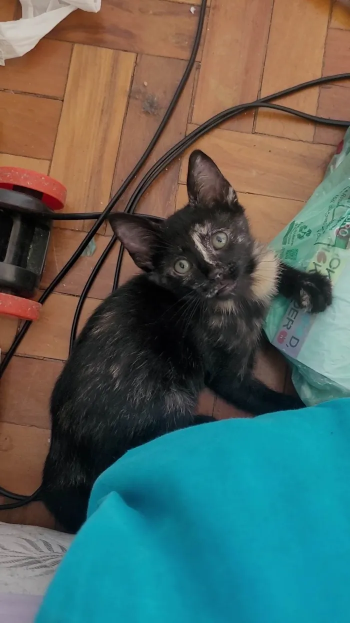 Gato ra a SRD-ViraLata idade 2 a 6 meses nome Sem nome