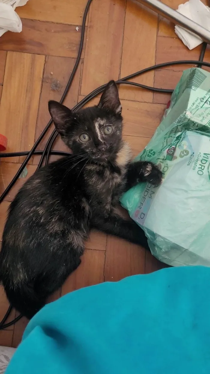 Gato ra a SRD-ViraLata idade 2 a 6 meses nome Sem nome