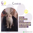 Gato raça SRD-ViraLata idade Abaixo de 2 meses nome Cookie 