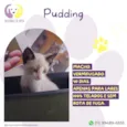 Pudding