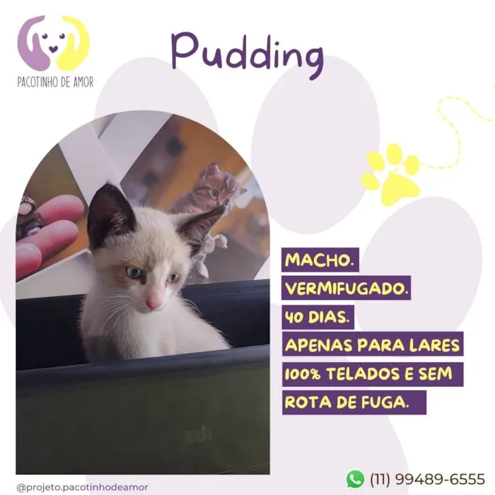 Gato ra a SRD-ViraLata idade Abaixo de 2 meses nome Pudding