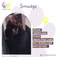 Smudge