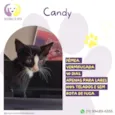 Candy