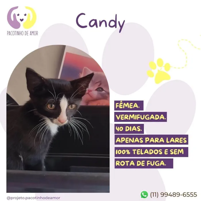 Gato ra a SRD-ViraLata idade Abaixo de 2 meses nome Candy