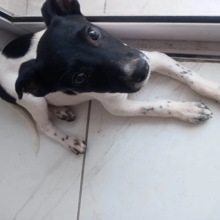 Cachorro ra a  idade 2 a 6 meses nome Luna