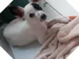 Estrela