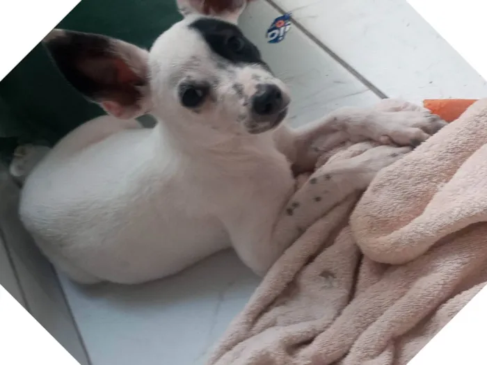 Cachorro ra a  idade 2 a 6 meses nome Estrela
