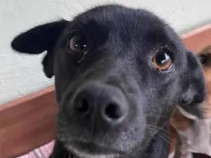 Cachorro raça SRD-ViraLata idade 7 a 11 meses nome MEGARA