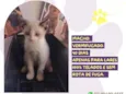 Gato raça SRD-ViraLata idade Abaixo de 2 meses nome Cookie 