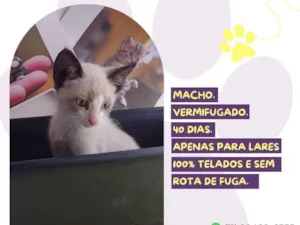 Gato raça SRD-ViraLata idade Abaixo de 2 meses nome Pudding