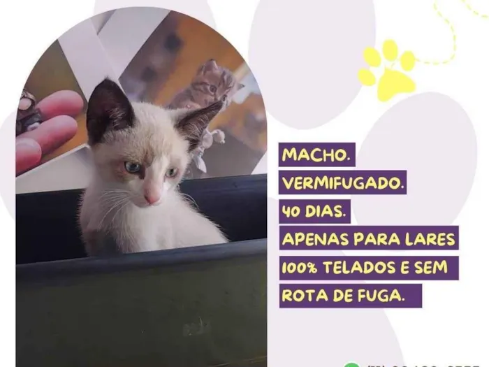 Gato ra a SRD-ViraLata idade Abaixo de 2 meses nome Pudding