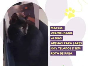 Gato raça SRD-ViraLata idade Abaixo de 2 meses nome Smudge